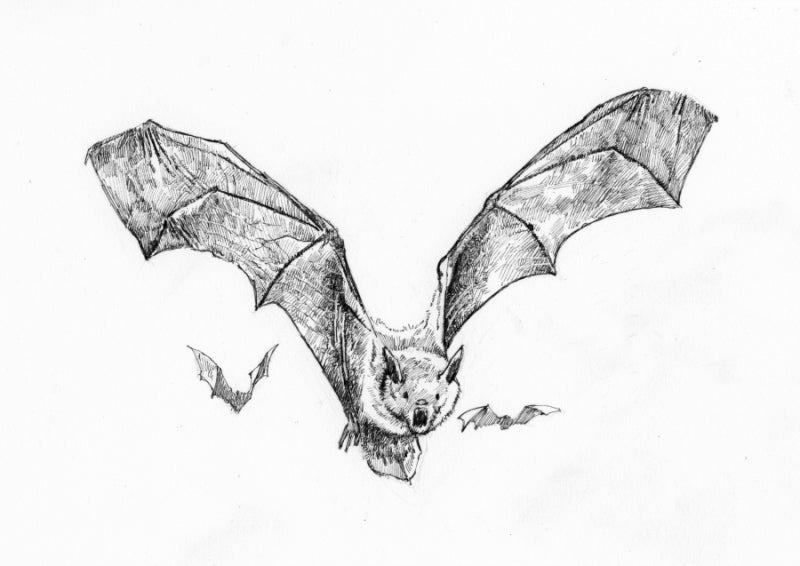Curious Warnings; The Bat