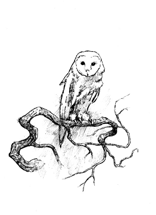 Curious Warnings; The Owl